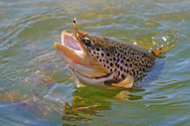 Vic Schendel - Brown Trout