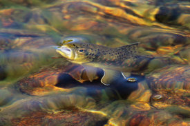 Vic Schendel - Brown Trout Surfacing