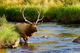 Vic Schendel - Bull Elk in the Stream
