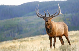 Vic Schendel - Bull Elk Calling