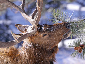 Vic Schendel - Winter Feeding