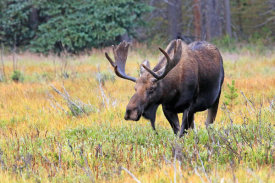 Vic Schendel - Bull Moose