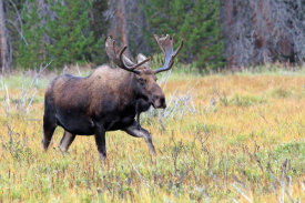 Vic Schendel - Bull Moose Meadow