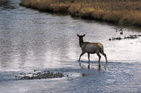 Vic Schendel - Cow Elk Crossing