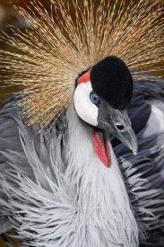 Vic Schendel - East African Crowned Crane