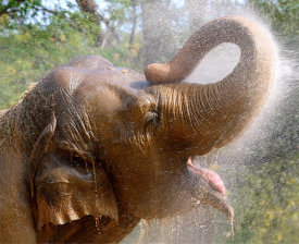 Vic Schendel - Elephant Bath