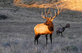 Vic Schendel - Elk at First Light