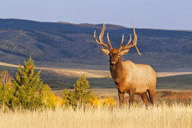 Vic Schendel - Bull on the Ridgeline