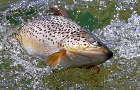 Vic Schendel - Hooked Brown Trout