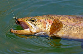 Vic Schendel - Landed Brown Trout
