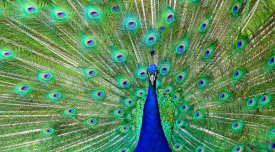 Vic Schendel - Majestic Peacock I