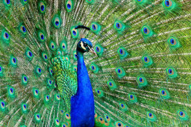 Vic Schendel - Majestic Peacock II