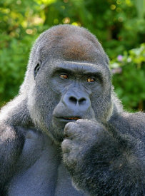 Vic Schendel - Lowland Silverback