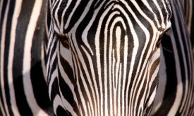 Vic Schendel - Zebra Head
