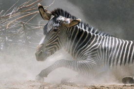 Vic Schendel - Zebra in the Dust
