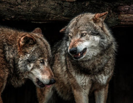 European Master Photography - Wolfpack