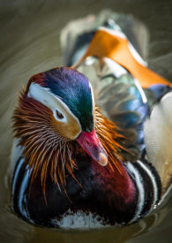 European Master Photography - The Manderin