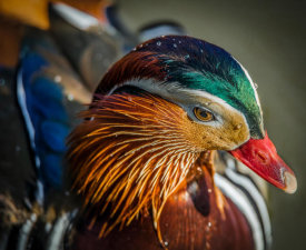 European Master Photography - The Manderin