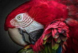 European Master Photography - Red Ara Parrot
