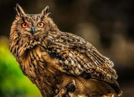 European Master Photography - Wise Owl 3