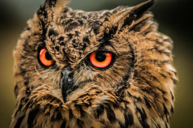 European Master Photography - Wise Owl 5