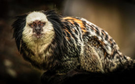 European Master Photography - Little Cute Monkey