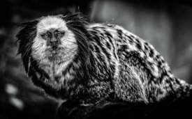 European Master Photography - Little Cute Monkey black & white