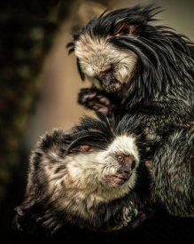 European Master Photography - Little Cute Monkeys