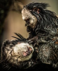 European Master Photography - Little Cute Monkeys 2