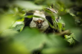 European Master Photography - Little Monkey hiding