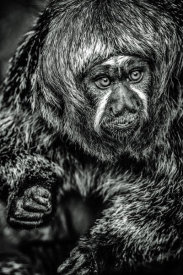 European Master Photography - Little Monkey 3 black & white