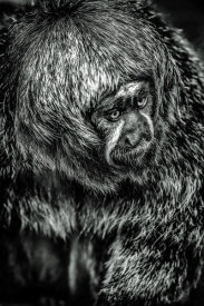 European Master Photography - Little Monkey 4 black & white
