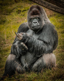 European Master Photography - The Male Gorilla black