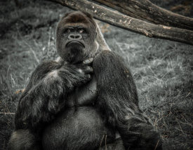 European Master Photography - The Male Gorilla 2 black
