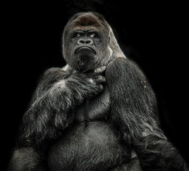 European Master Photography - The Male Gorilla 2 black