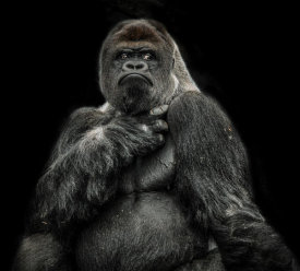 European Master Photography - The Male Gorilla 2 black