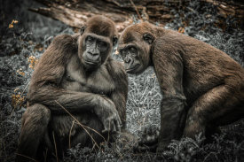 European Master Photography - Gorillas 3