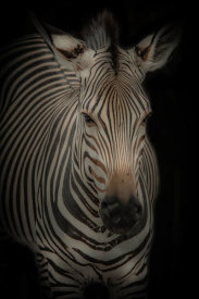 European Master Photography - Zebra 3