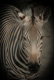 European Master Photography - Zebra 5