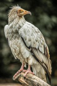 European Master Photography - White Vulture 2