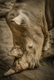 European Master Photography - Male Rhino