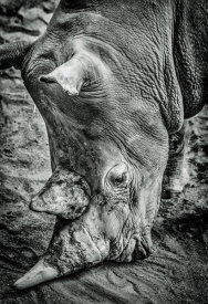 European Master Photography - Male Rhino black & white