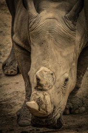 European Master Photography - Male Rhino 2