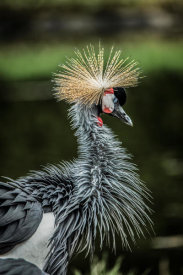 European Master Photography - Yellow Crowned Crane