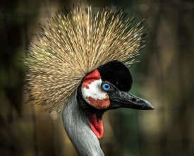 European Master Photography - Yellow Crowned Crane 2