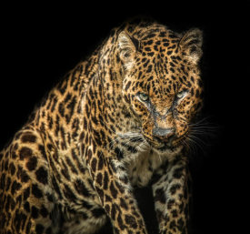 European Master Photography - Angry Jaguar
