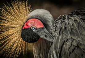 European Master Photography - Yellow Crowned Crane 3