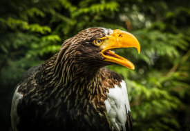 European Master Photography - Steller Eagle 7