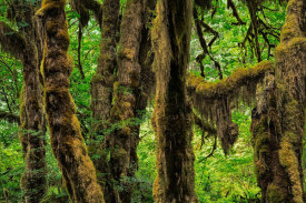 European Master Photography - Ancient trees