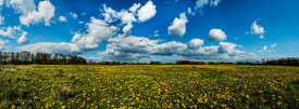 European Master Photography - Yellow Flower field